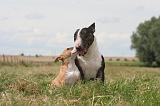 BULL TERRIER MINIATURE 050